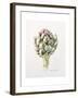 Artichoke Study, 1993-Alison Cooper-Framed Giclee Print