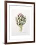 Artichoke Study, 1993-Alison Cooper-Framed Giclee Print