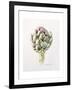 Artichoke Study, 1993-Alison Cooper-Framed Giclee Print