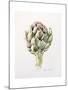 Artichoke Study, 1993-Alison Cooper-Mounted Giclee Print