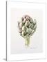 Artichoke Study, 1993-Alison Cooper-Stretched Canvas