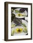 Artichoke with Dipping Sauce (Oil, Salt, Pepper and Vinegar), Cuisine-Nico Tondini-Framed Photographic Print