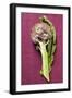 Artichoke with Leaf on Purple Background-Foodcollection-Framed Photographic Print