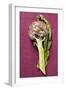 Artichoke with Leaf on Purple Background-Foodcollection-Framed Photographic Print