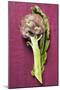 Artichoke with Leaf on Purple Background-Foodcollection-Mounted Photographic Print