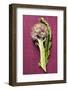 Artichoke with Leaf on Purple Background-Foodcollection-Framed Photographic Print
