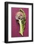 Artichoke with Leaf on Purple Background-Foodcollection-Framed Photographic Print