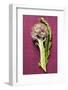 Artichoke with Leaf on Purple Background-Foodcollection-Framed Photographic Print