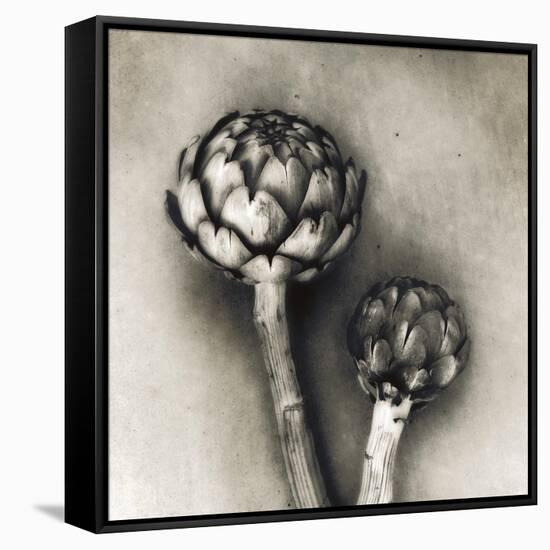 Artichoke-Jamie Cook-Framed Stretched Canvas