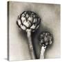 Artichoke-Jamie Cook-Stretched Canvas