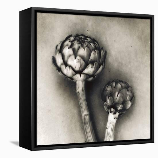 Artichoke-Jamie Cook-Framed Stretched Canvas