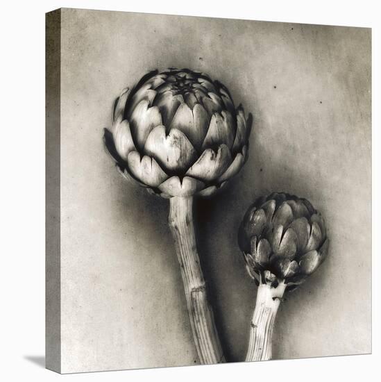 Artichoke-Jamie Cook-Stretched Canvas