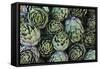 Artichokes at Place Marechal Foch Market, Ajaccio, Corsica, France-Walter Bibikow-Framed Stretched Canvas