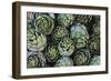 Artichokes at Place Marechal Foch Market, Ajaccio, Corsica, France-Walter Bibikow-Framed Photographic Print