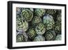 Artichokes at Place Marechal Foch Market, Ajaccio, Corsica, France-Walter Bibikow-Framed Photographic Print