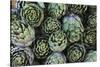 Artichokes at Place Marechal Foch Market, Ajaccio, Corsica, France-Walter Bibikow-Stretched Canvas