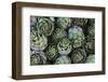 Artichokes at Place Marechal Foch Market, Ajaccio, Corsica, France-Walter Bibikow-Framed Photographic Print