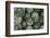 Artichokes at Place Marechal Foch Market, Ajaccio, Corsica, France-Walter Bibikow-Framed Photographic Print