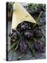 Artichokes in a Bag, Italy, Europe-Nico Tondini-Stretched Canvas