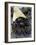 Artichokes in a Bag, Italy, Europe-Nico Tondini-Framed Photographic Print