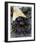 Artichokes in a Bag, Italy, Europe-Nico Tondini-Framed Photographic Print