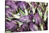 Artichokes in Mass at Venice Farmers Market, Italy-Terry Eggers-Stretched Canvas