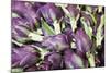 Artichokes in Mass at Venice Farmers Market, Italy-Terry Eggers-Mounted Photographic Print