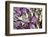 Artichokes in Mass at Venice Farmers Market, Italy-Terry Eggers-Framed Photographic Print