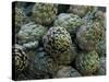Artichokes, Siracusa, Italy-Dave Bartruff-Stretched Canvas