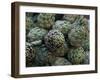 Artichokes, Siracusa, Italy-Dave Bartruff-Framed Photographic Print