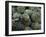 Artichokes, Siracusa, Italy-Dave Bartruff-Framed Photographic Print