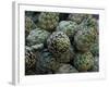 Artichokes, Siracusa, Italy-Dave Bartruff-Framed Photographic Print