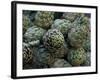 Artichokes, Siracusa, Italy-Dave Bartruff-Framed Photographic Print