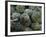 Artichokes, Siracusa, Italy-Dave Bartruff-Framed Photographic Print