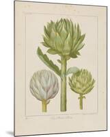 Artichokes-Besler Basilius-Mounted Giclee Print