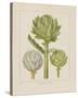 Artichokes-Besler Basilius-Stretched Canvas