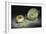 Artichokes-Christophe Verot-Framed Giclee Print