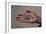 Artifacts Found During Excavations in Tomb of Governor, Valley of Golden Mummies, Bahariya Oasis-null-Framed Giclee Print