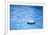 Artificial Water Lilly-Alexandru Nika-Framed Photographic Print