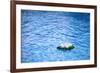 Artificial Water Lilly-Alexandru Nika-Framed Photographic Print