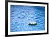 Artificial Water Lilly-Alexandru Nika-Framed Photographic Print