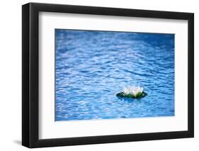 Artificial Water Lilly-Alexandru Nika-Framed Photographic Print