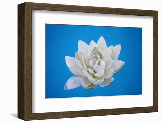 Artificial Water Lilly-Alexandru Nika-Framed Photographic Print