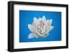 Artificial Water Lilly-Alexandru Nika-Framed Photographic Print