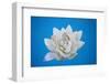 Artificial Water Lilly-Alexandru Nika-Framed Photographic Print