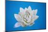 Artificial Water Lilly-Alexandru Nika-Mounted Photographic Print