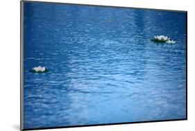 Artificial Water Lilly-Alexandru Nika-Mounted Photographic Print