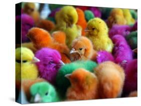 Artificially Colored Chicks Crowd Together-null-Stretched Canvas