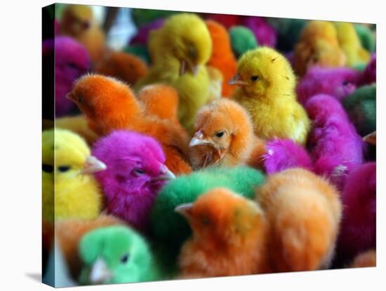 Artificially Colored Chicks Crowd Together-null-Stretched Canvas