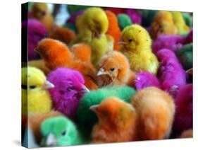 Artificially Colored Chicks Crowd Together-null-Stretched Canvas